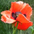 Mohnblüte